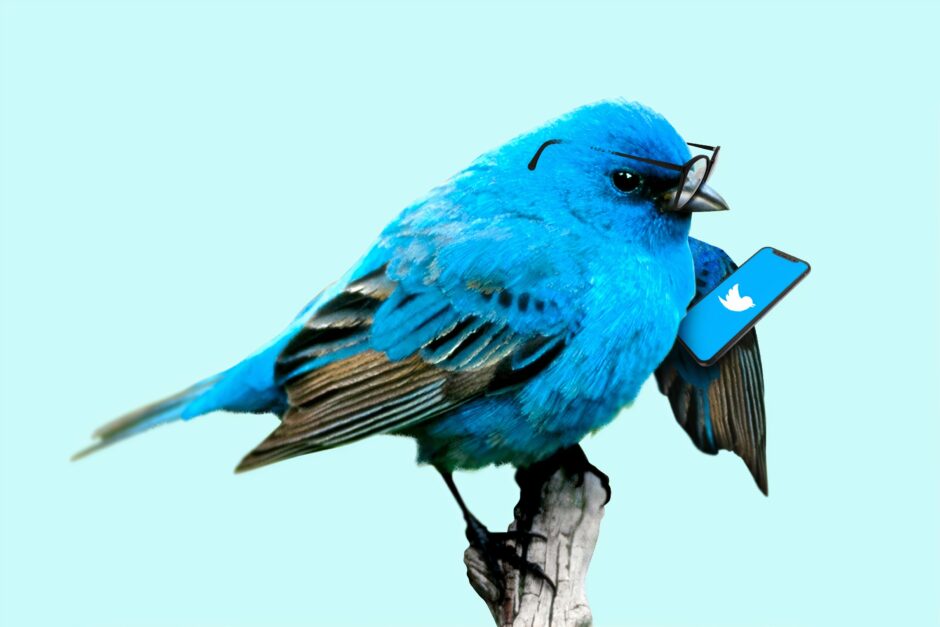 blue bird on brown tree branch